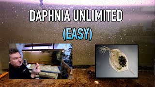 How I Raise Daphnia Water Fleas And You Can Too [upl. by Goldston]