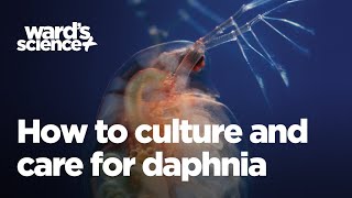 Caring and Culturing for Daphnia [upl. by Woodley]