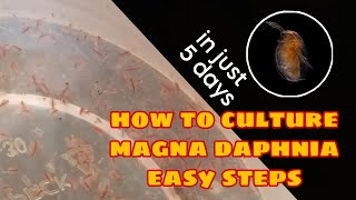 How to Culture Magna Daphnia Easily [upl. by Earl750]