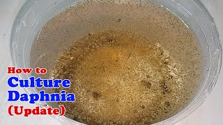 How to Culture Daphnia Update with ZERO Cost  Unlimited Live Food for Our Fish [upl. by Pappas935]