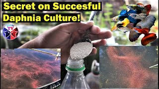 How to Culture Daphnia Successfully [upl. by Cass506]