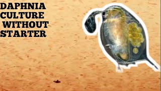 HOW TO CULTURE DAPHNIA NATURALLY WITHOUT A STARTER [upl. by Turino525]