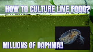 How to Culture Daphnia Secret Method to Breed MILLIONS  Simply Aquatic [upl. by Oiratnom955]