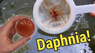 How I Culture Daphnia In Outdoor Tubs [upl. by Annohsat]