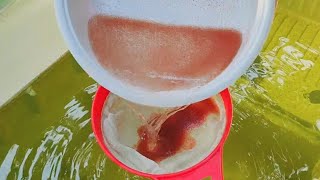 How to culture daphnia  Daphnia culture  How to grow daphnia outdoor [upl. by Abercromby]