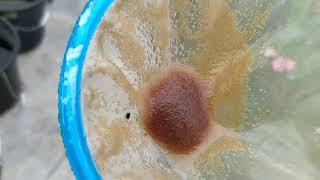 How to culture daphnia moina in a small container Part 1 English Subtitle [upl. by Adialeda]