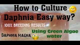 Daphnia MagnaHow to Culture Daphnia Easy wayCulturing Daphnia using Green water Daphnia [upl. by Lise]