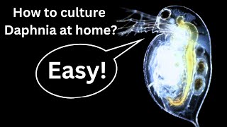 BEST Live Fish Food Beginner guide How to Culture Daphnia at home [upl. by Anelav]