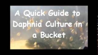 How to culture daphnia outside [upl. by Betthezul]