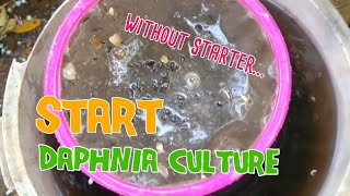 How to culture daphnia moina the easy way 1  Starting the Daphnia culture [upl. by Reger]