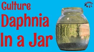 How to Culture Daphnia in a Jar [upl. by Gnav]