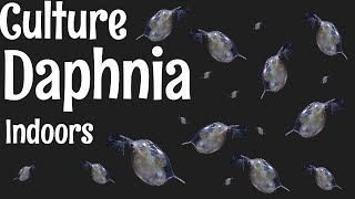 How to Culture Daphnia [upl. by Cassella]