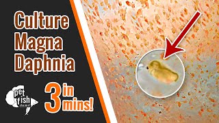 How to culture DAPHNIA MAGNA  The easy way [upl. by Yartnod174]