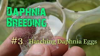 Daphnia Culture made simple and easy 3  Hatching Daphnia eggs [upl. by Nolrac7]