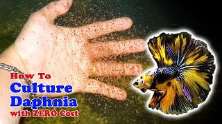 How to Culture Daphnia with ZERO Cost  Unlimited Live Food For Our Fish [upl. by Eeliah]