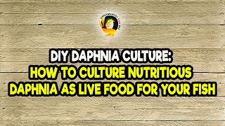 DIY Daphnia Culture How to Culture Nutritious Daphnia as Live Food for Your Fish [upl. by Kenley]