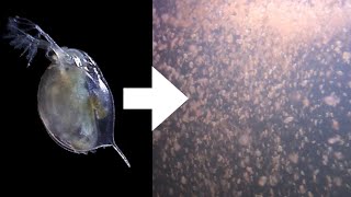 How I Culture Daphnia [upl. by Sothena]