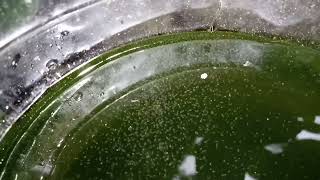 DAPHNIA MOINA CULTURE IN A SMALL BUCKET [upl. by Aiuqal693]