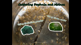 How To Culture Daphnia and Moinas using Green Water Spirulina powder [upl. by Dehnel]