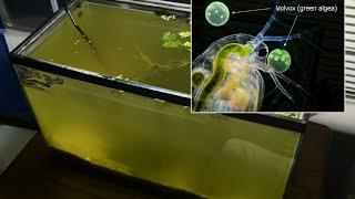 Raising Daphnia for the Freshwater Aquarium [upl. by Aceissej]