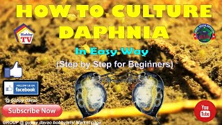 HOW TO CULTURE DAPHNIA In Easy Way [upl. by Cristine]